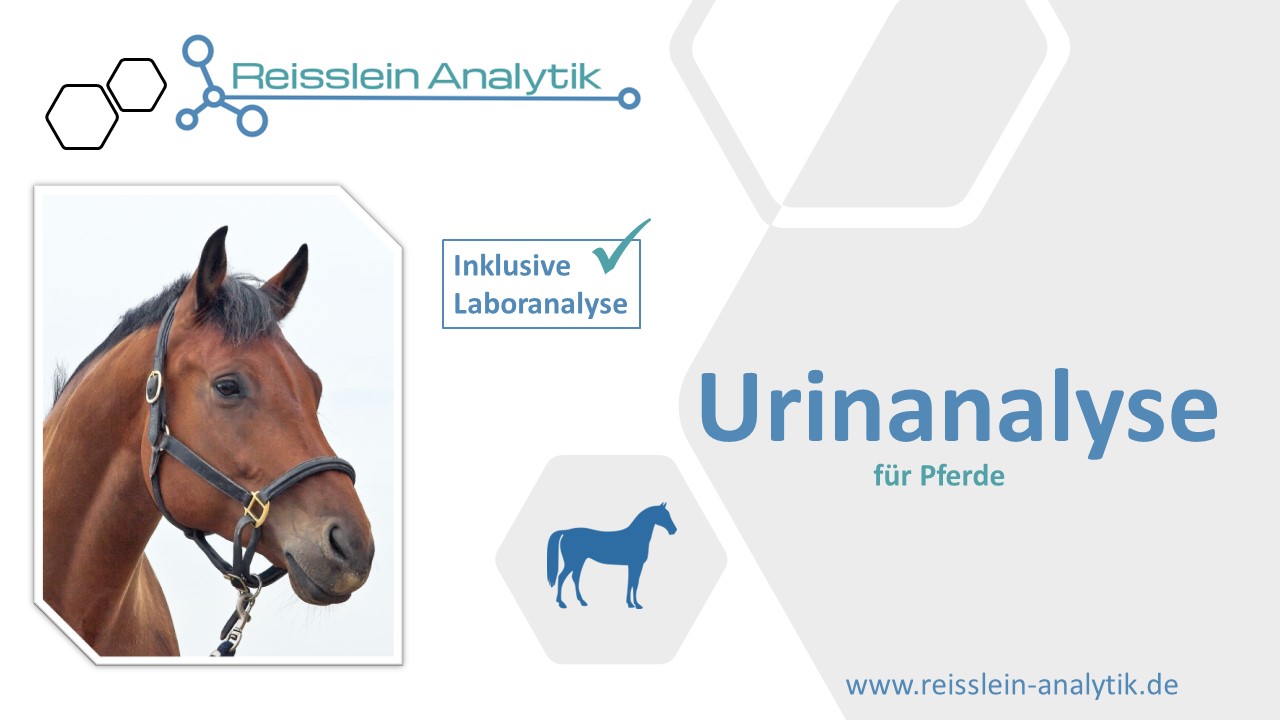 Urinanalyse Pferd inkl. Laboranalyse