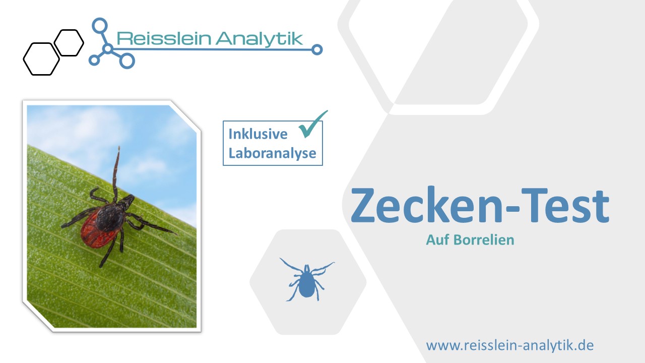 Zeckentest auf Borrelien inkl. Laboranalyse