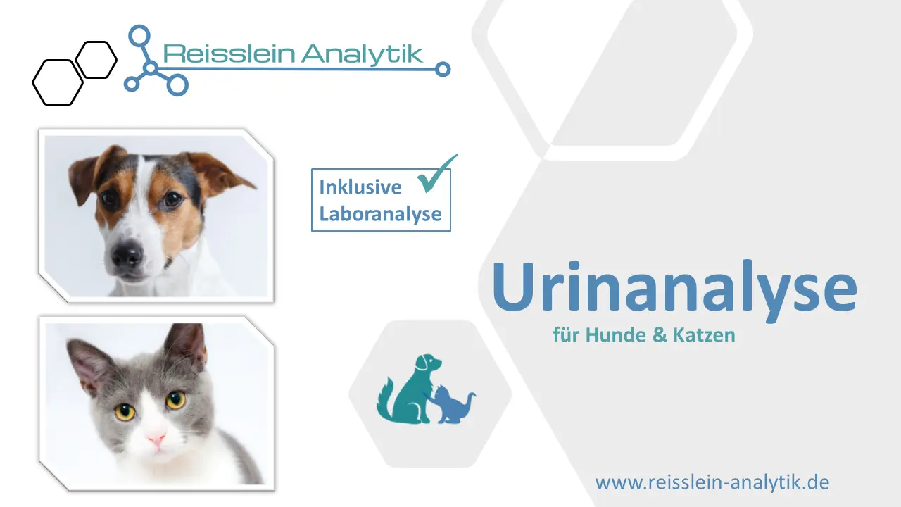 Urinanalyse Hund / Katze inkl. Laboranalyse